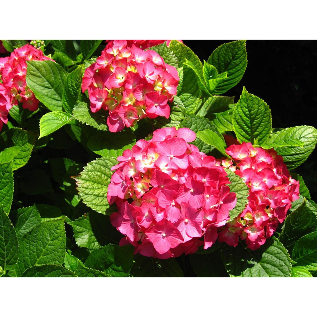 Bibit Benih Biji Bunga Hydrangea Red - Benih Tanaman Bunga Hydrangea Red - Bunga Hydrangea Red - COD