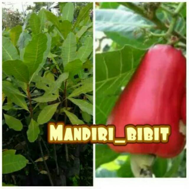 Bibit Jambu Mete / Jambu Monyet