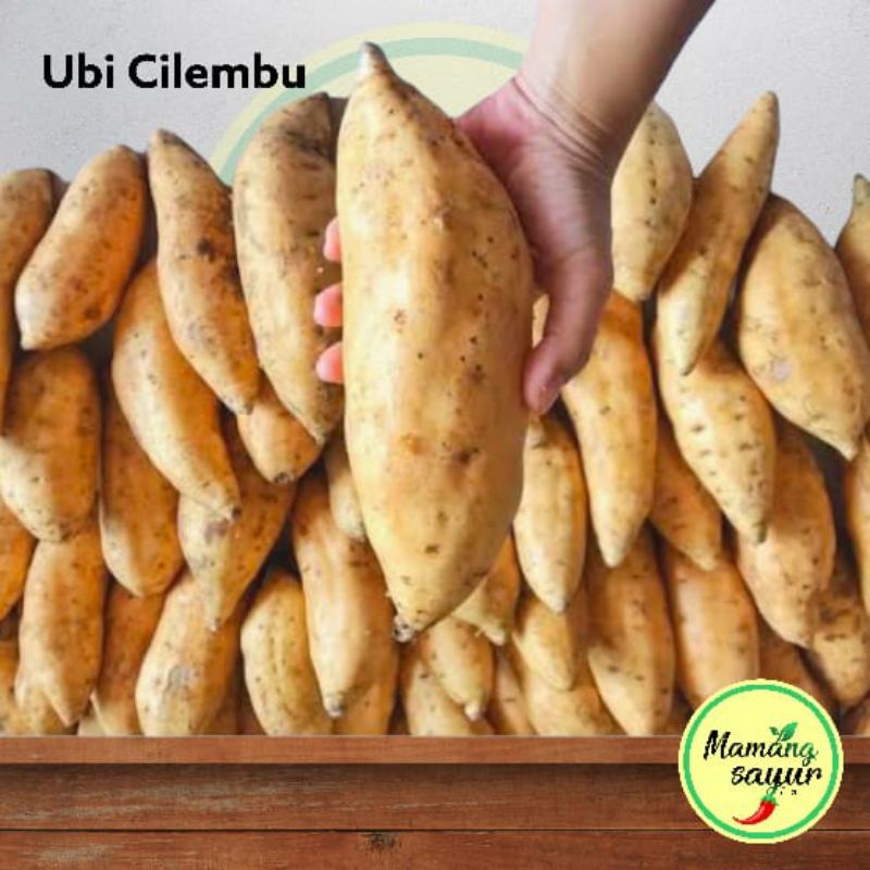 

UBI CILEMBU 1 KG