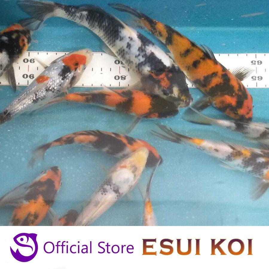 Ikan Koi F1 Import Showa 15 - 18 cm (Esui Koi)