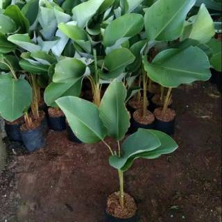 Tanaman hias daun calathea  lutea luthea pohon pisang  