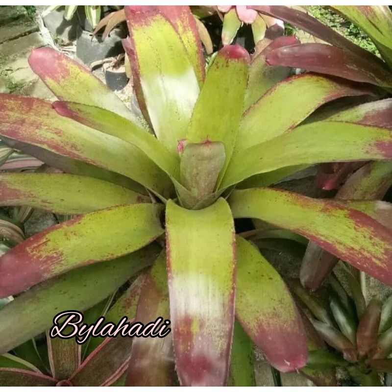 Bromelia Kitek