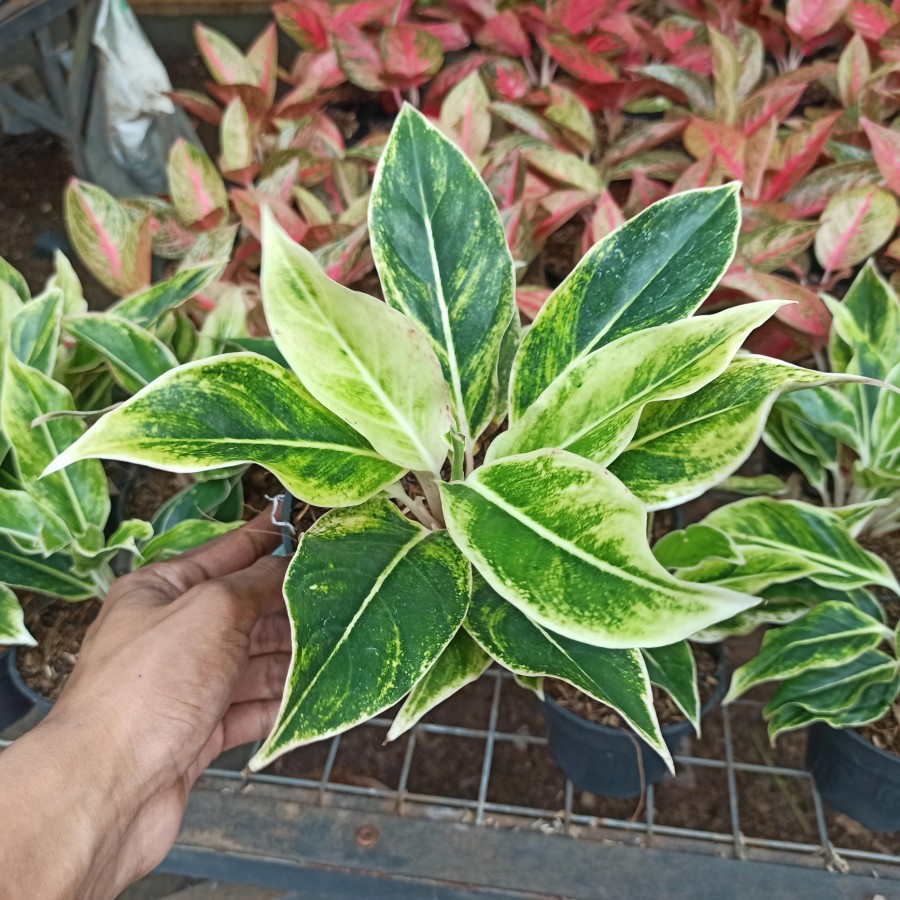 aglaonema lipstik white
