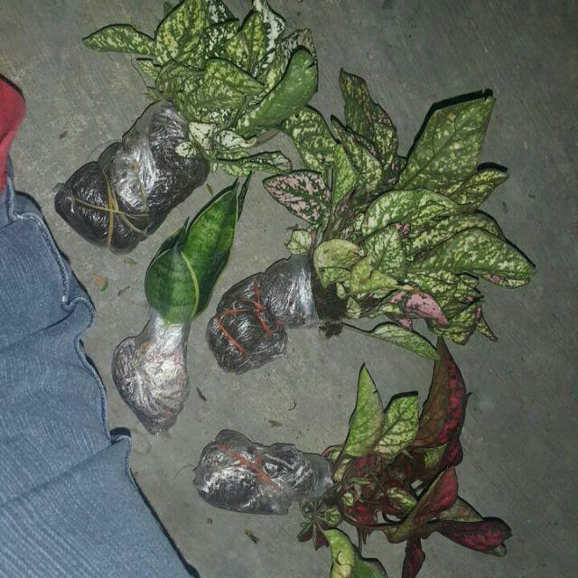 Tanaman Hias Daun Bibit Hypoestes Polythyrsa Dapat 3 Macam Warna