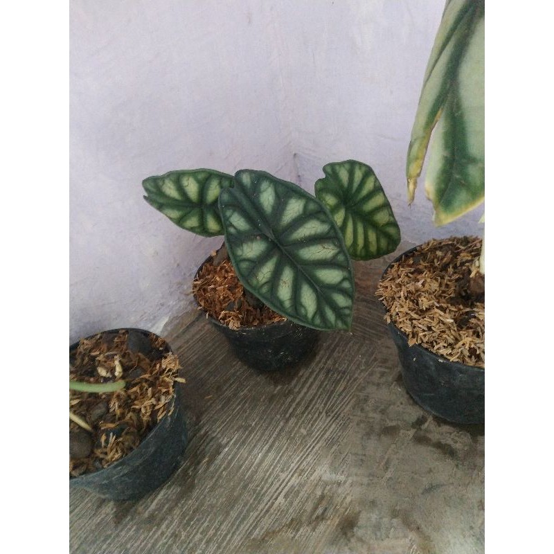 Alocasia Dragon Scale