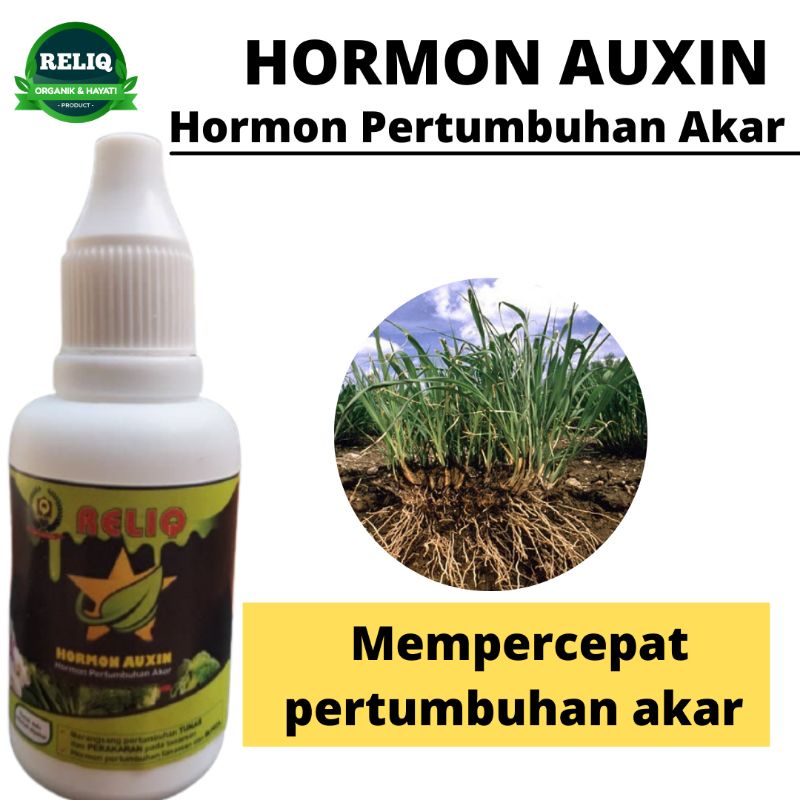 Hormon Auksin Pembentuk Tunas Samping, Hormon Pemacu Tunas, Hormon Untuk Pertumbuhan Tunas