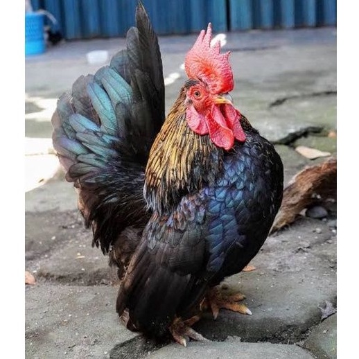 TELUR AYAM HIAS SERAMA / KATE SIAP DITETASKAN