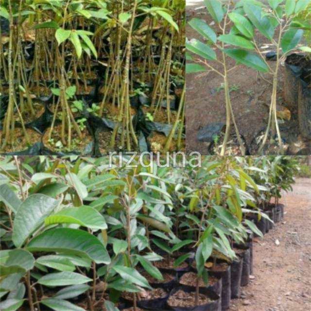 Bibit durian musang king kaki 1,kaki 3,kaki 5
