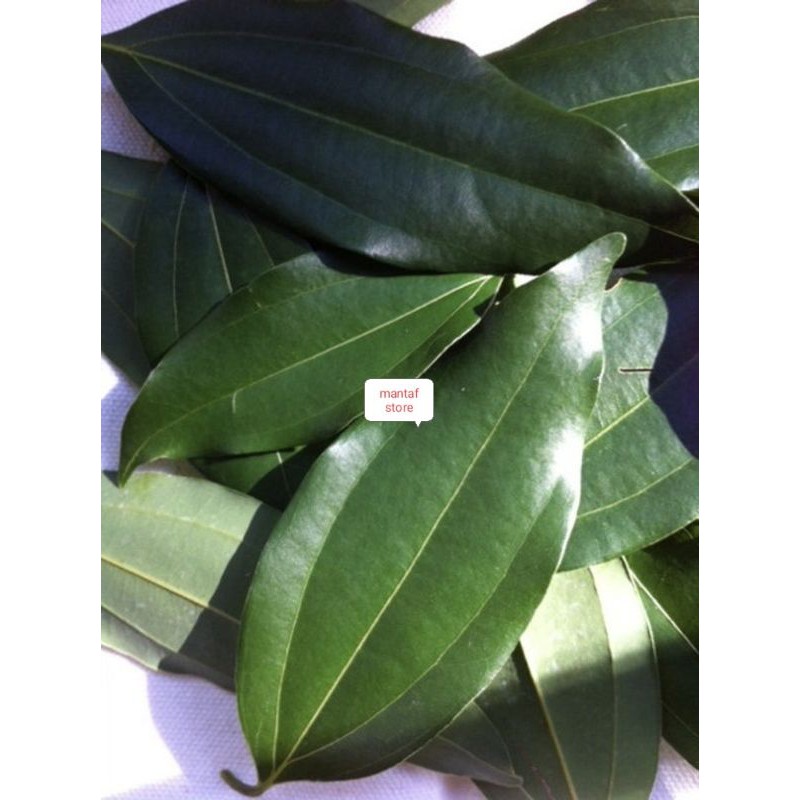 

Daun Kayu Manis Organik Segar