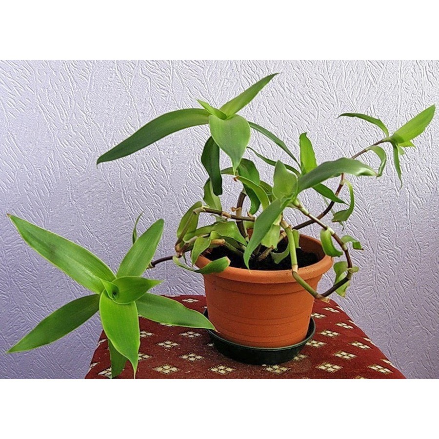 Callisia Fragrans Wangi Kumis Emas Tanaman Hias Keranjang CLSF-1020