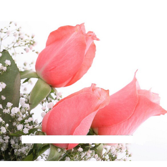 Isi 30 Butir Benih Bunga Mawar Tulip Langka Rare Tulip Rose Import Shopee Indonesia
