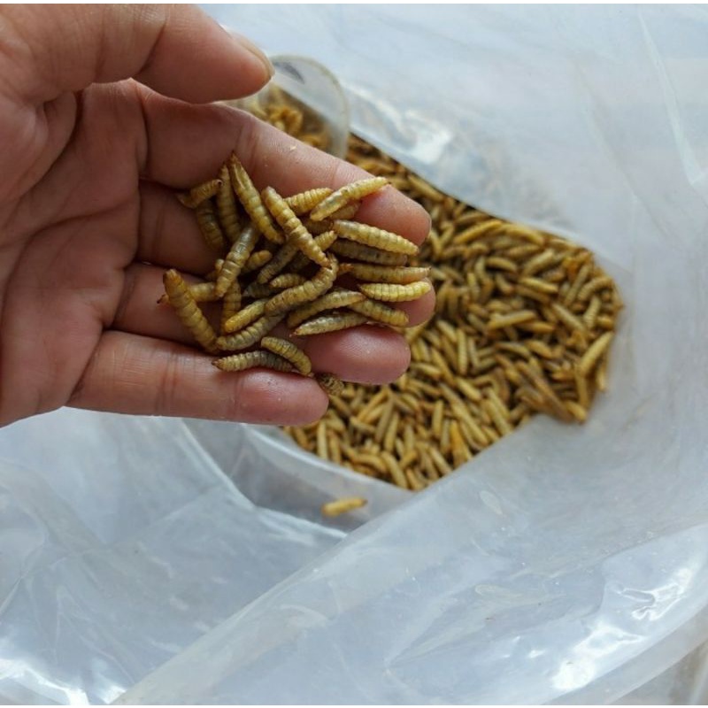 Maggot BSF Oven Kering 100 gram