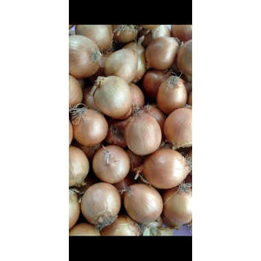 

Bawang bombay murah
