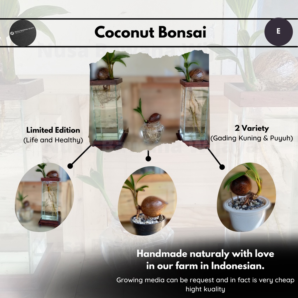 Kelapa/ Coconut/ Bonsai Kelapa/ Umur 6 Bulan/ Unik/ Dengan Pot/ Tinggi Sampai 2 Meter/ Bonsai Hidup