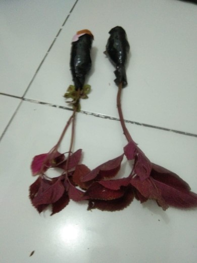 Tanaman Hias Miyana-miana Merah