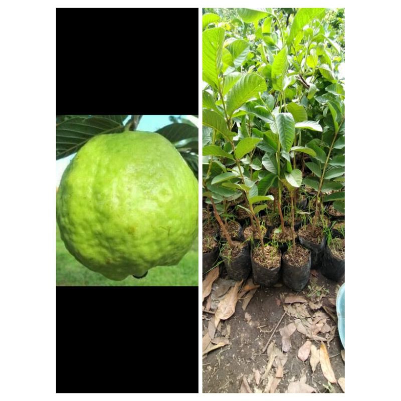 BIBIT BUAH JAMBU SIUMIK PALA