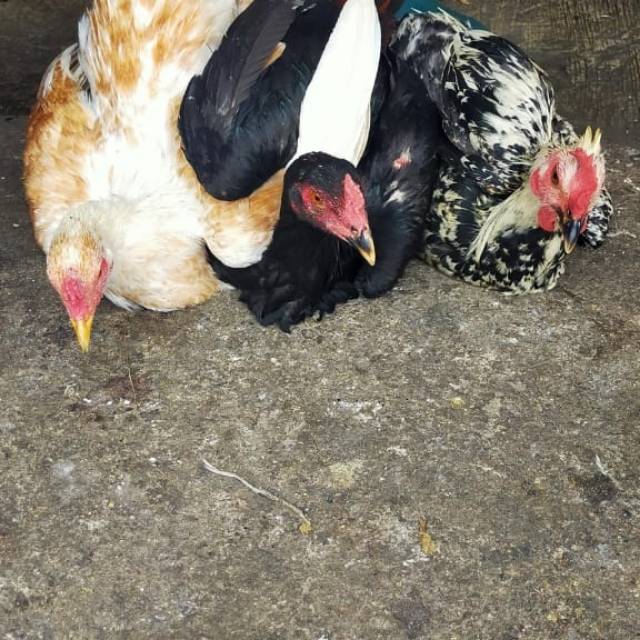 

Ayam kampung jago 1 ekor