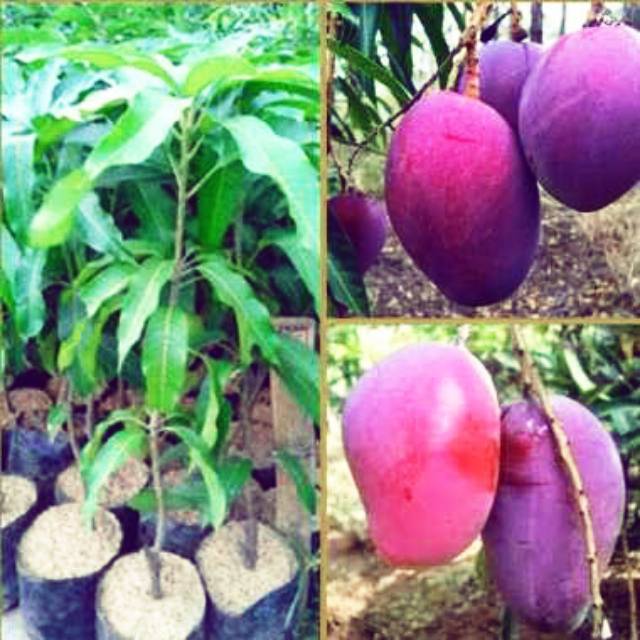 Bibit buah mangga irwin