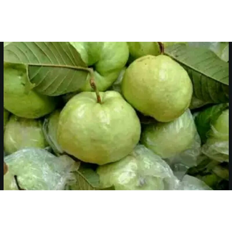 Jambu kristal perbungkus isi 4-6 (buah besar besar)  (Free bumbu rujak)