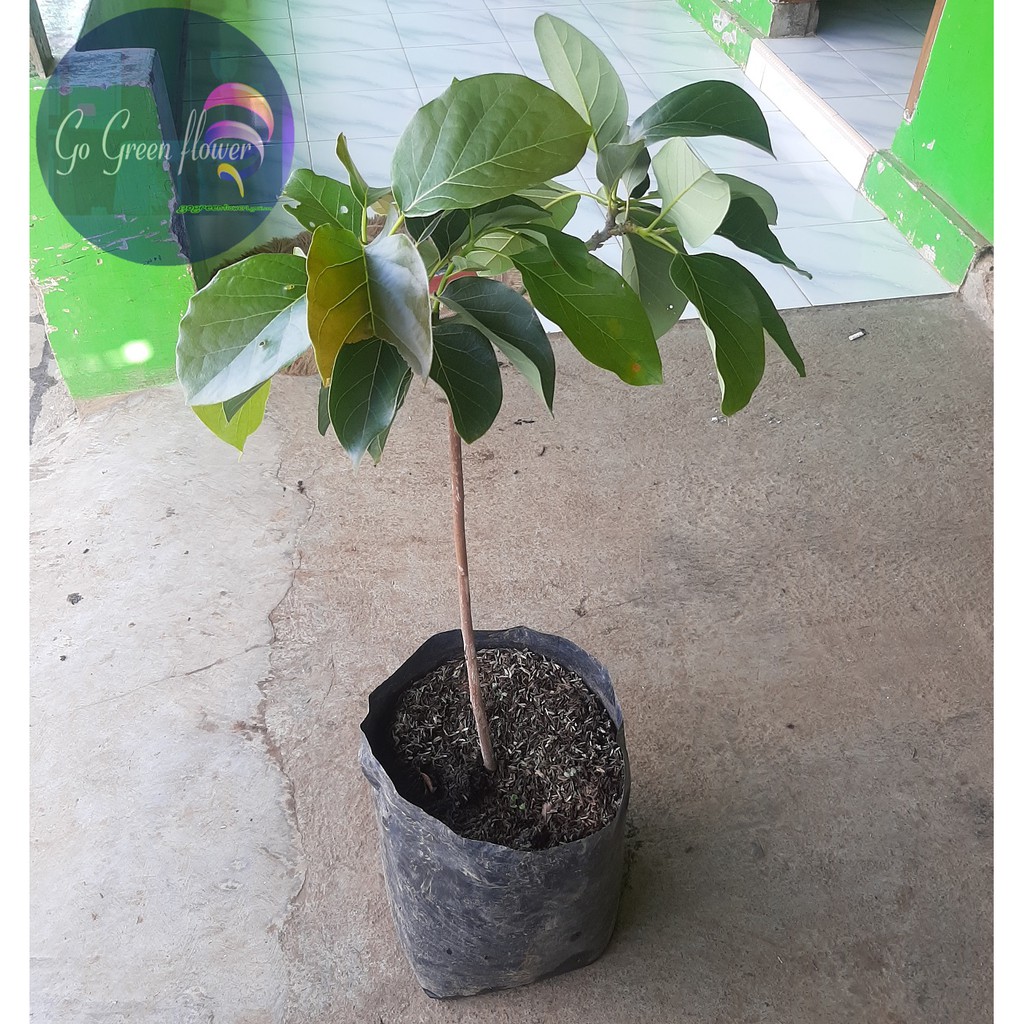 ALPUKAT ALIGATOR BIBIT TANAMAN TABULAMPOT