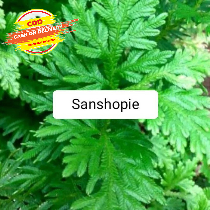 

Daun cakar ayam segar petik langsung 1 kg