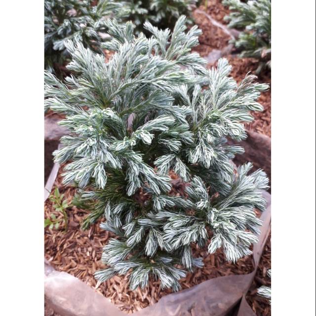 Tanaman Hias Cemara Perak - Pohon Cemara Perak