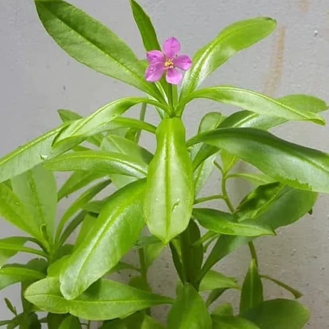 

Daun Ginseng Jawa 250g herbal