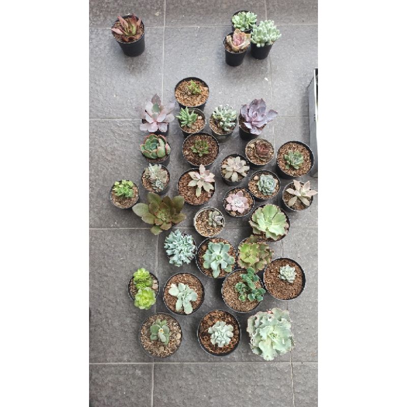 Jazzy Cat Garden Sukulen - Paket Medium Jumbo Succy