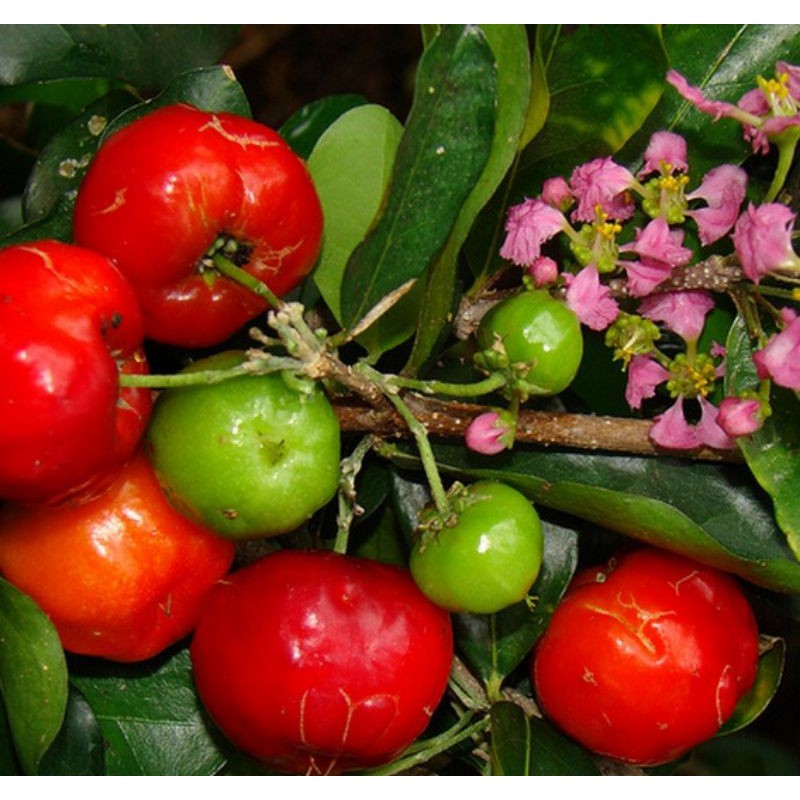 Bibit Bonsai Sianci / Cherry Barbados
