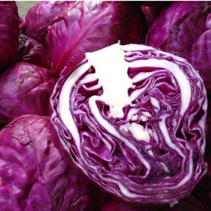 20 Benih kol Kubis Cabbage Scarlet bibit tanaman sayur Sayuran hidroponik