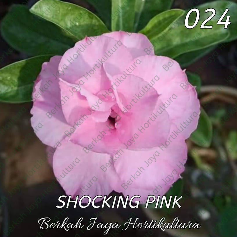 Bibit Adenium / Kamboja Jepang Tumpuk Nomor 19-27-24. Shocking Pink