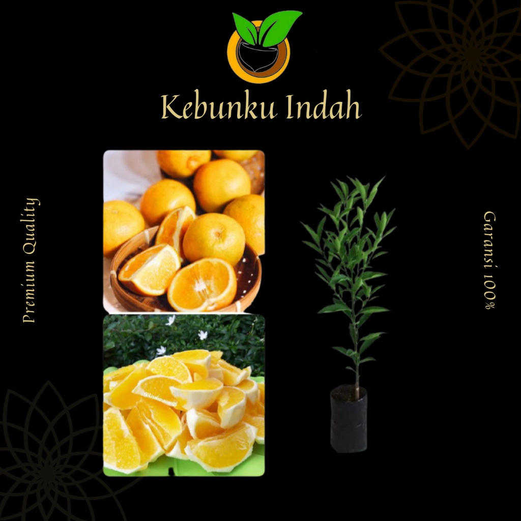 BIBIT JERUK BABY MULTIVITAMIN