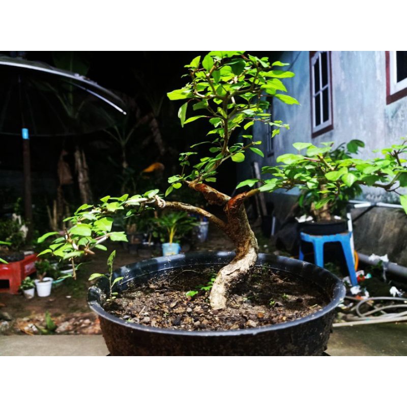 bonsai wareng bintang