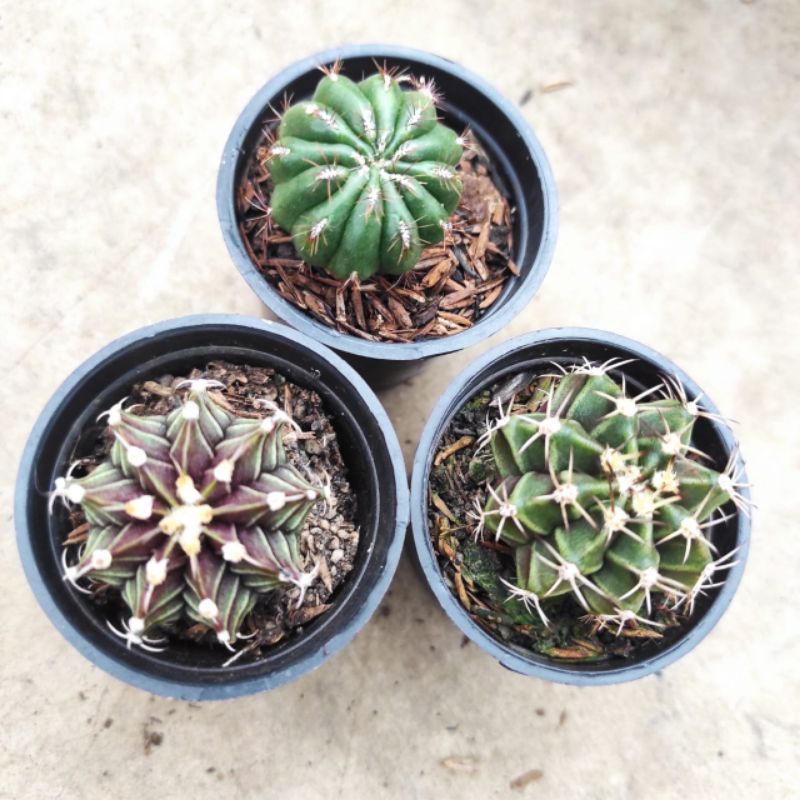 Tanaman hias kaktus dan sukulen hidup isi 3