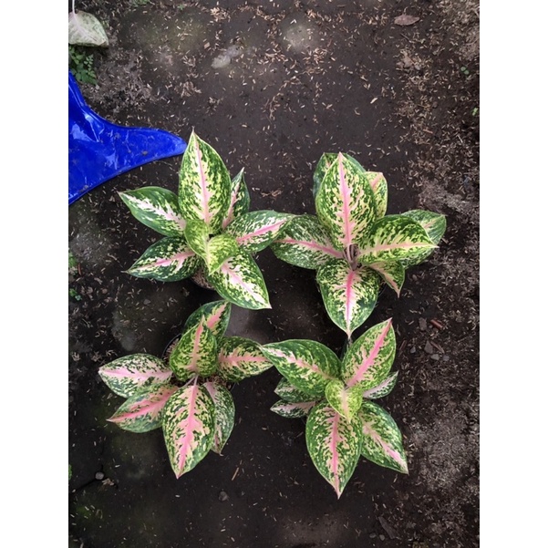 Aglaonema Twinkle pink