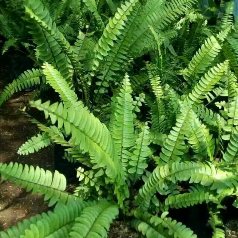 TANAMAN HIAS PAKIS / TANAMAN HIAS MURAH PAKIS