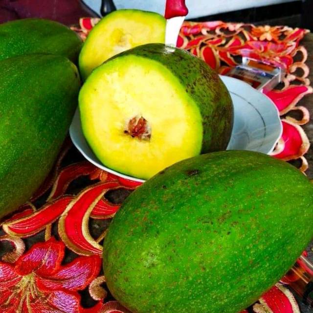 paket 5 batang bibit alpukat segala jenis