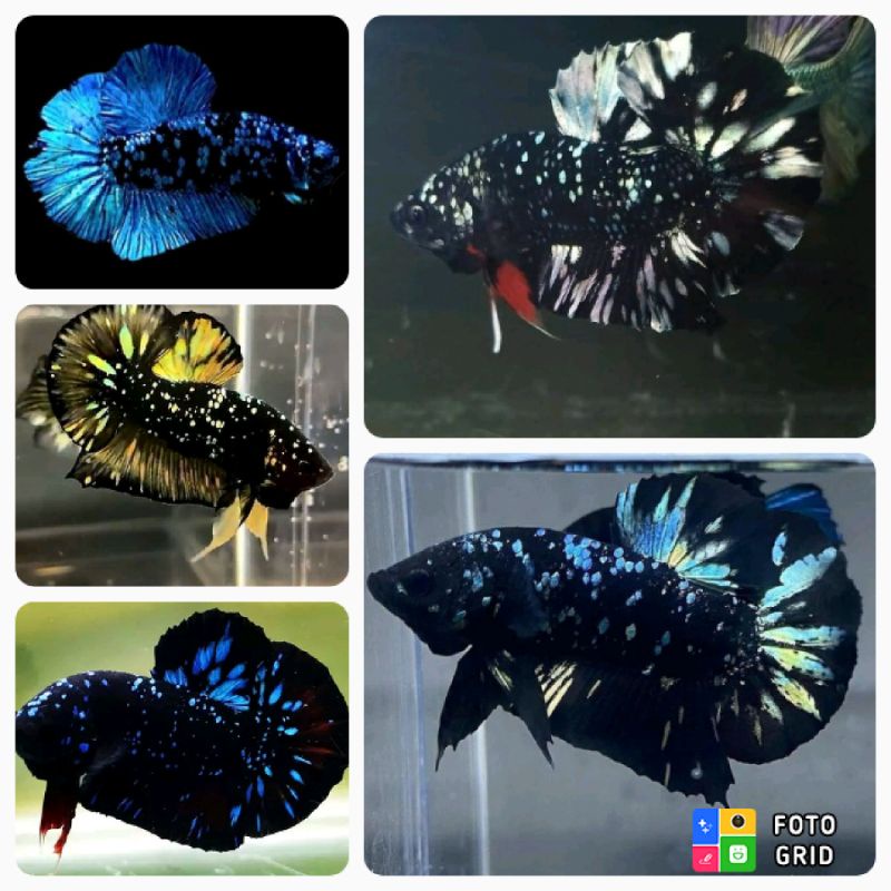 ikan cupang Avatar bbl Gordon black series black blue green