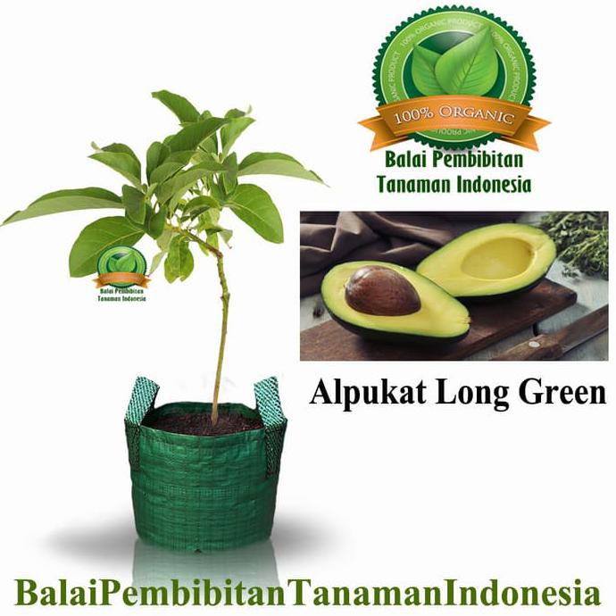 #_# Bibit Buah Jambu Kristal/ Tanaman Buah Jambu Kristal