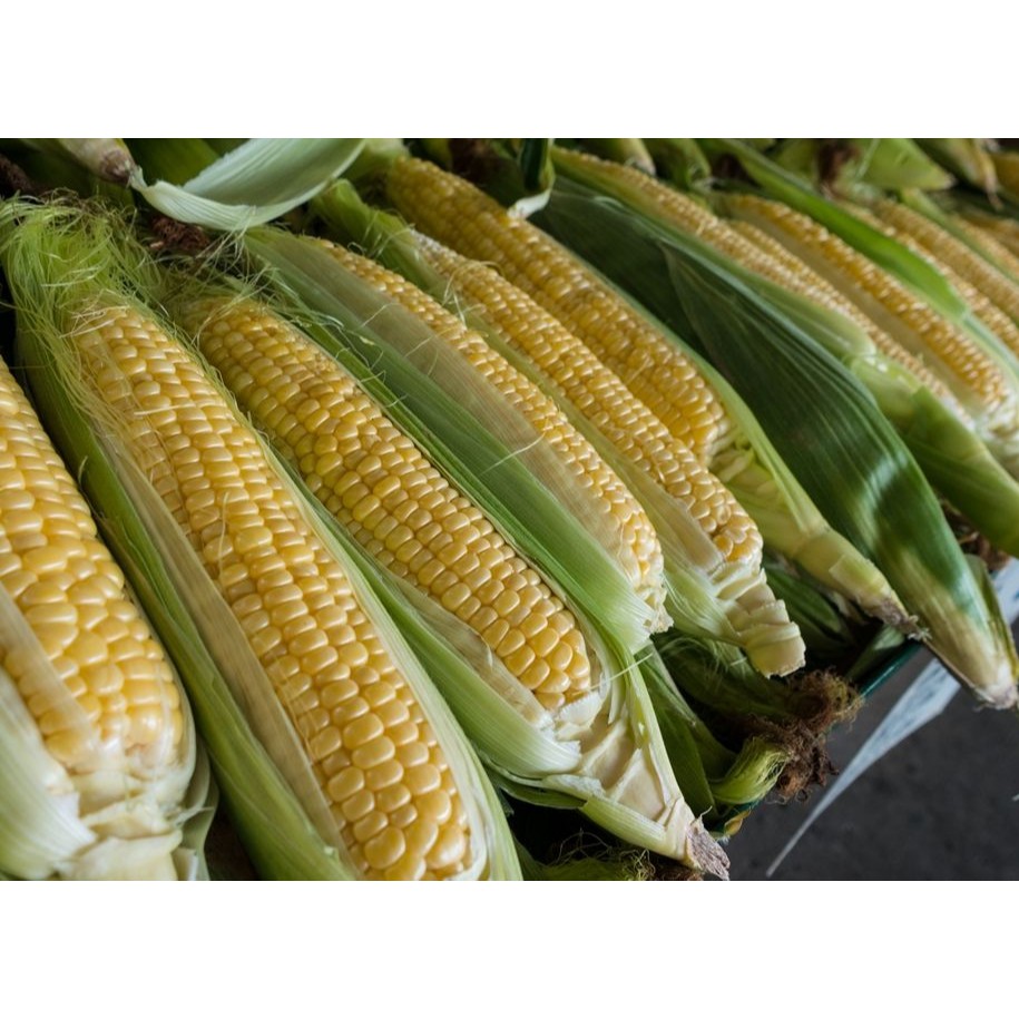 

Jagung Madu/Manis