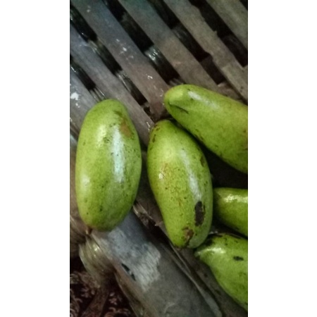 

mangga buah