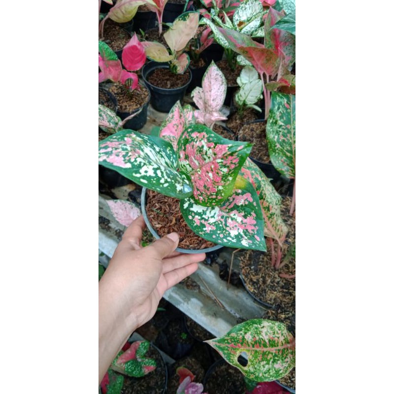 Aglonema Tricolor Dewasa/Aglonema 3 warna real pict