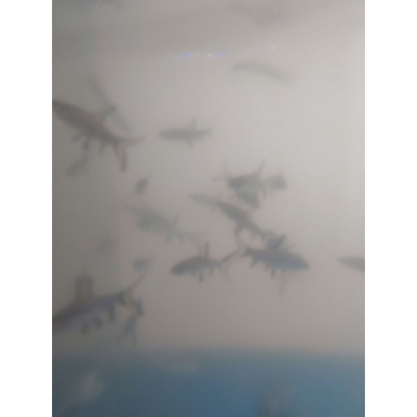 ikan Ballashark bala shark ikan hias tank mate ikan predator
