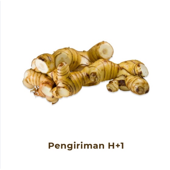 

Lengkuas Galangal Fresh
