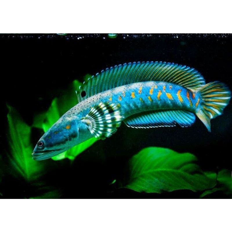 Ikan Channa Blue Pulcra size 8 cm Baby Chana Blue Pulcra