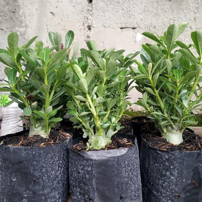 Bibit Tanaman Adenium Cabang Seribu - Tanaman Bahan Bonsai Adenium