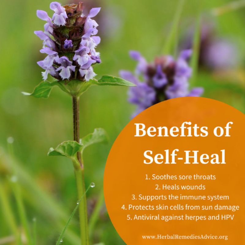 SELF HEAL TEA : PRUNELLA VULGARIS FLOWER TEA (30 Tea Bag)