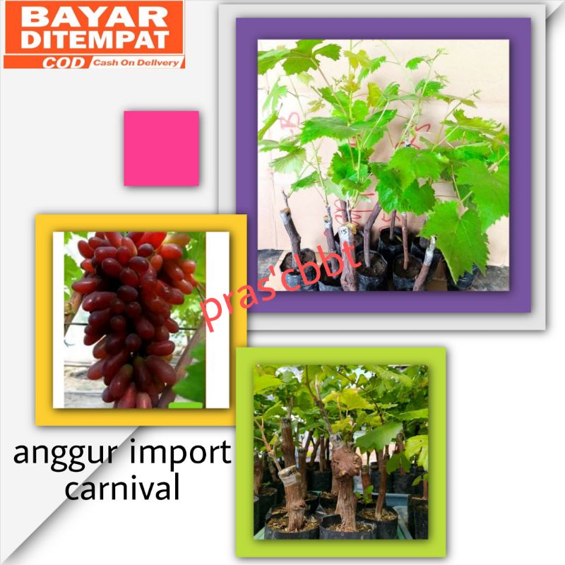 Bibit anggur import carnival hasil grafting100%Original