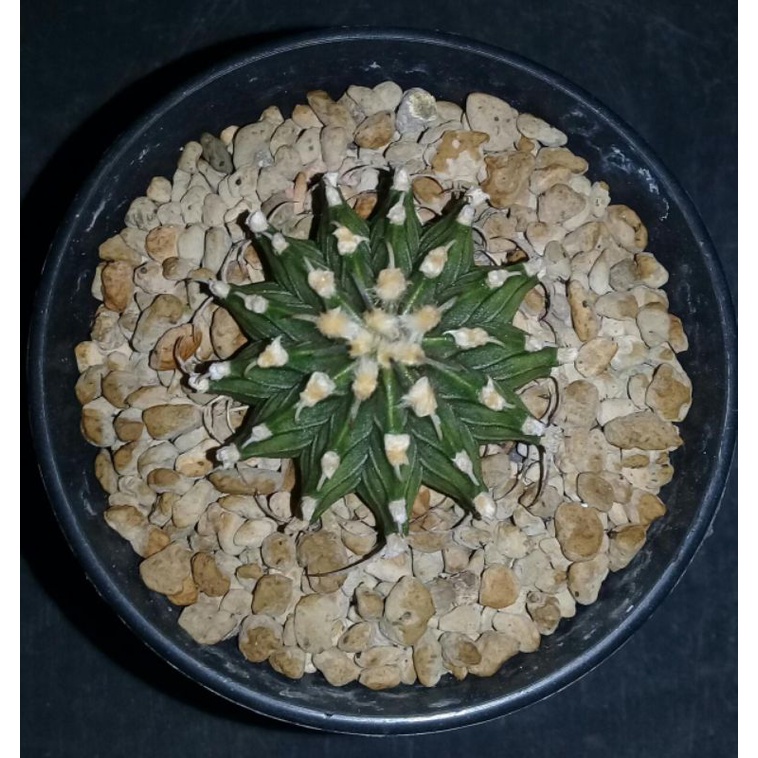 Kaktus LB HYBRID