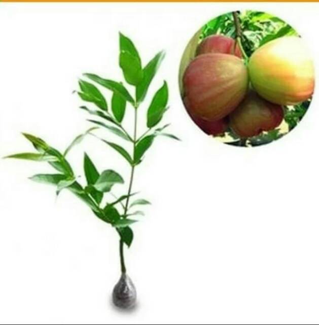 Bibit Jambu Air Kingrose/Tanaman Jambu Air Kingrose Okulasi Cepat Berbuah (Jaminan Original)